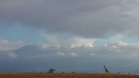 Lonely giraffe walking across vast savanna landscape with mountain backdrop. Stock Footage 337687614
