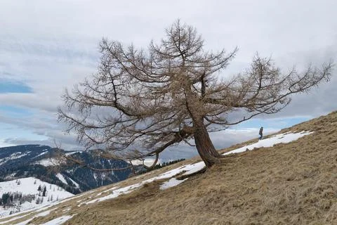 The lonely gnarled tree Stock Photos