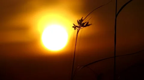 Lonely grass on a background of the sun Stock Footage 68860138