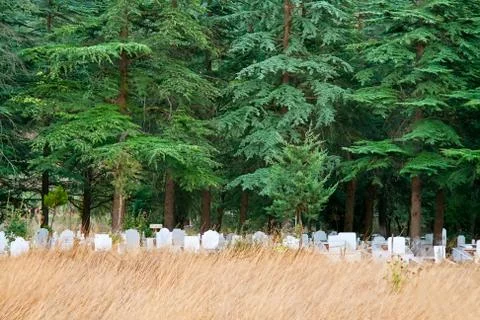 Lonely graveyard under pine trees Stock Photos