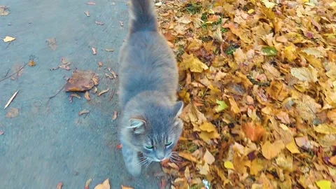Lonely gray cat sitting on the road Stock Footage 164558875