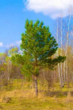Lonely green pine tree against the blue sky. Dry wood. Deciduous trees. Green Stock Photos