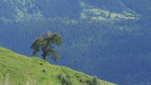 Lonely green tree on a cliff face. forest vegetation in the mountains Stock Footage 94951486