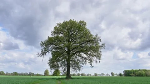Lonely green tree in the field Stock Footage 142955131