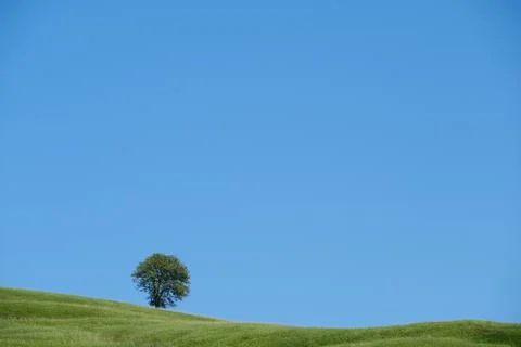 Lonely green tree Foto stock