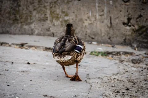 A lonely grey duck walking down the street, back view. Stock Photos
