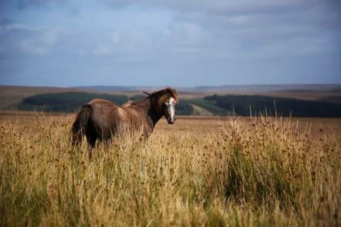 Lonely grey pony  Stock Photos