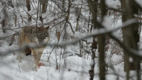 Lonely grey wolf hidden in the forest. Stock Footage 86555972