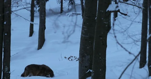Lonely grey wolf hidden in the forest. Vídeo Stock 86563070