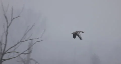 Lonely greylag in flight, cloudy day 4K slomo Stock Footage 168027491