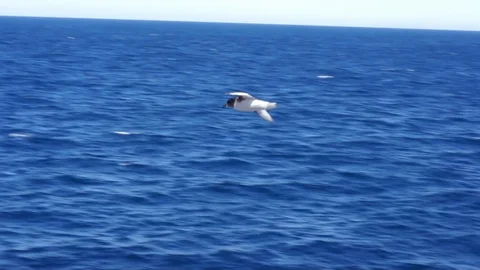 Lonely gull in the sky Stock Footage 93317817