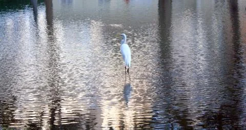 Lonely heron posing on camera Stock Photos
