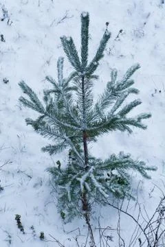 Lonely herringbone in the winter forest. Stock Photos
