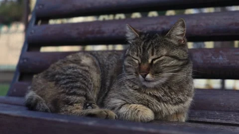 Lonely homeless cat sleeping on a bench Stock Footage 239474847