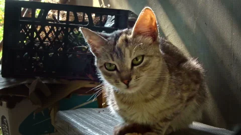 Lonely Homeless Cat Sleeps on the Windowsill in the Fresh Air Stock Footage 252176325