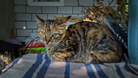 Lonely Homeless Cat Sleeps on the Windowsill in the Fresh Air Stock Footage 252176550