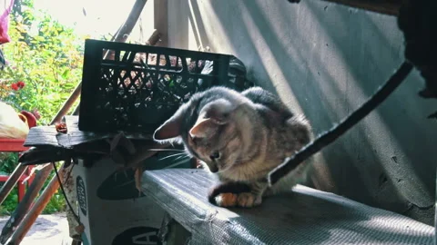 Lonely Homeless Cat Sleeps on the Windowsill in the Fresh Air Vídeo Stock 252176986