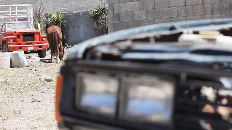 Lonely horse at the background Stock Footage