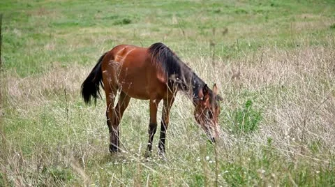 Lonely horse 스톡 동영상 11108675