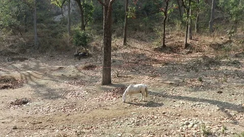 Lonely horse Stock Footage 88232127