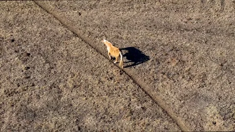 Lonely horse Video stock 297027853