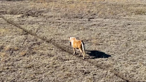 Lonely horse Video stock 297027994