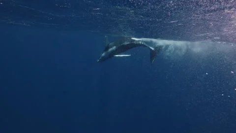 Lonely Humpback whale gently dancing in blue water close to surface with light Stock Footage 289026034