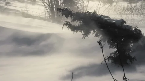 Lonely juniper in the snow storm Video stock 94684777