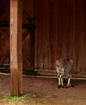 Lonely Kangaroo Stock Photos