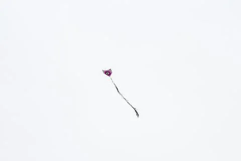 Lonely Kite Stock Photos