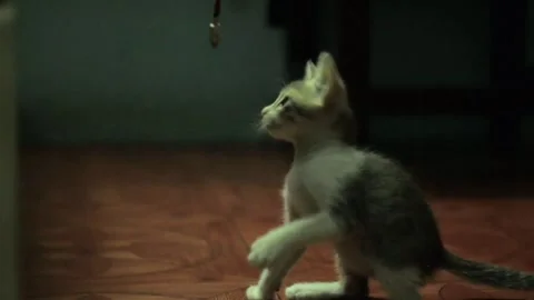 Lonely kitten Stock Footage 318515798