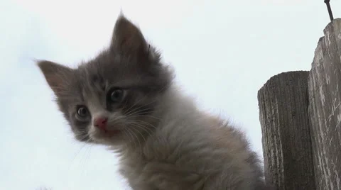Lonely kitten,kitty,cat Stock Footage 40210553