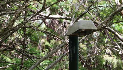 Lonely lantern in the park on a background of trees. Green trees and city lif Stock Photos