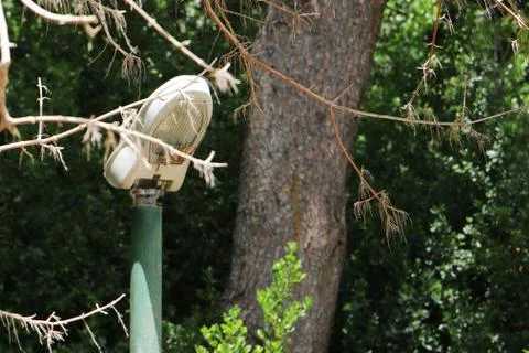 Lonely lantern in the park on a background of trees. Green trees and city lif Stock Photos