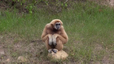 A Lonely Lar Gibbon Stock-Footage 153801113