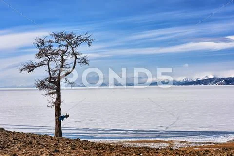 Lonely larch on lonely shores of Lake Hovsgol Stock Photos