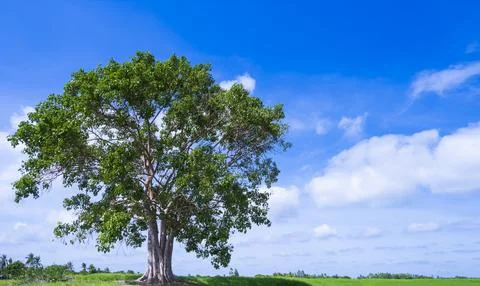 Lonely large Bodhi tree in the paddy field with white clouds and blue sky b.. 스톡 사진