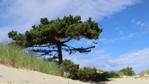 Lonely large pine growing on the sand Stock Footage 208432454