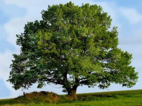 Lonely large tree on the edge of a meadow in the early evening Stock Photos