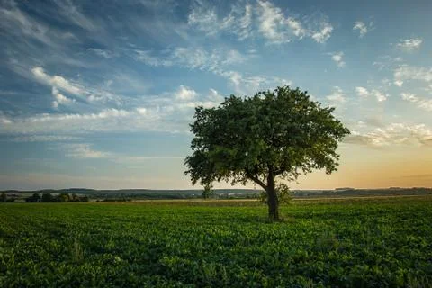 Lonely large tree growing in a beetroot field 库存照片