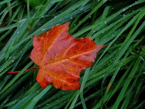 Lonely leaf after rain Stock Photos