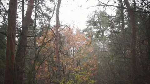 Lonely leaf on a branch,  forest Stock-Footage 82625921
