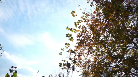 Lonely leaf falling from a tree on a background of blue sky Stock-Footage 42649175