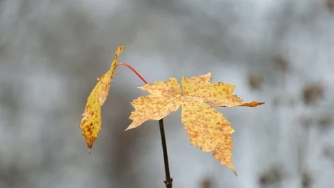 Lonely leaf of the field maple fluttered in the wind (Acer campestre) 스톡 동영상 81718645