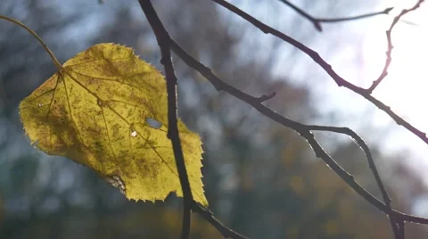 Lonely leaf flutters in the wind, the end of autumn Stockbeeldmateriaal 60993144