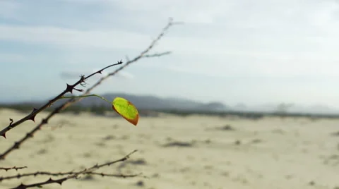 Lonely Leaf Stock Footage 48407398