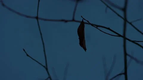 Lonely Leaf Stockbeeldmateriaal 169790217