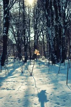 Lonely leaf forest on winter tree various objects of the winter season in ... Foto stock