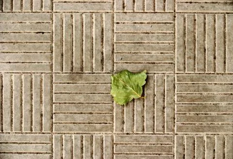 Lonely leaf Stock Photos