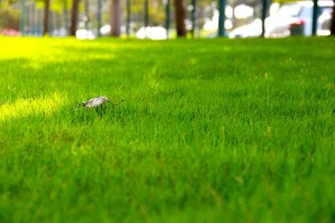 A Lonely Leaf 写真素材